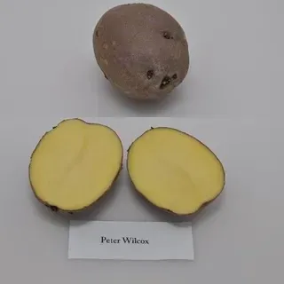 thumbnail for publication: University of Florida Potato Variety Trials Spotlight: 'Peter Wilcox'
